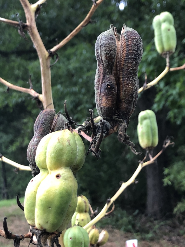Erect, dry, open capsules with central constriction.