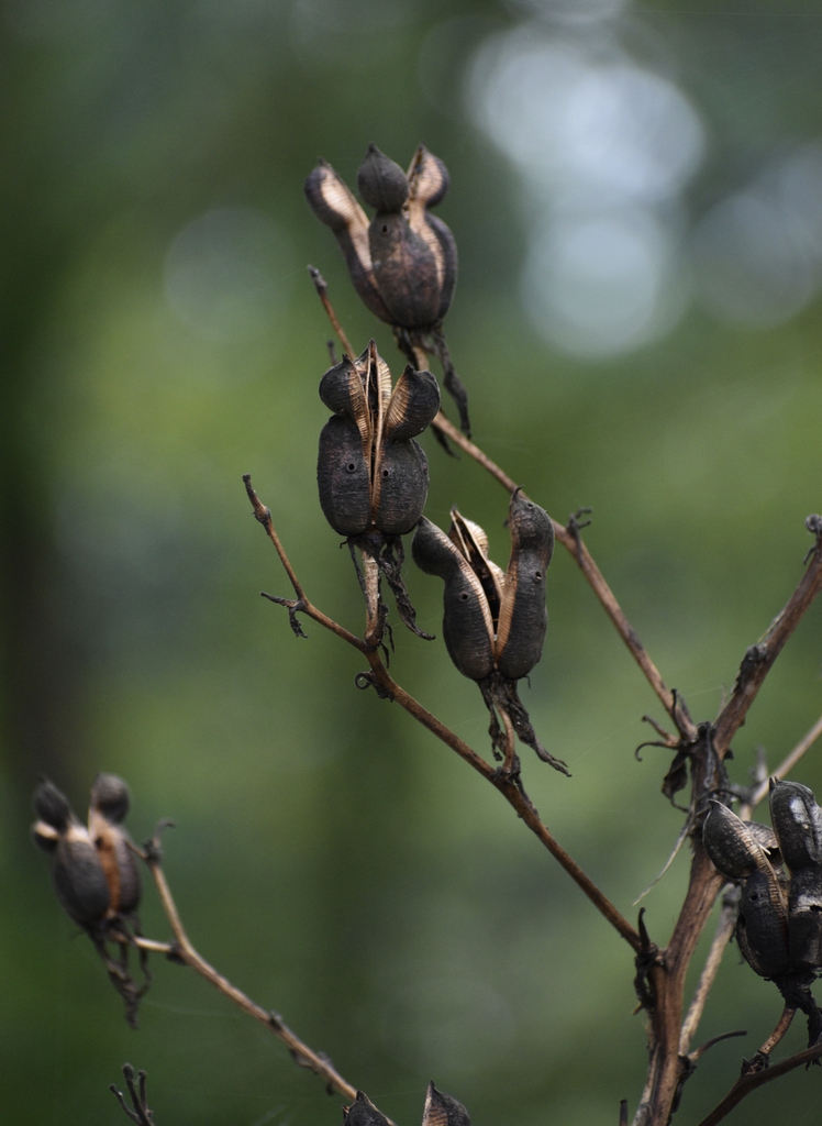 Erect, dry, open capsules with central constriction.