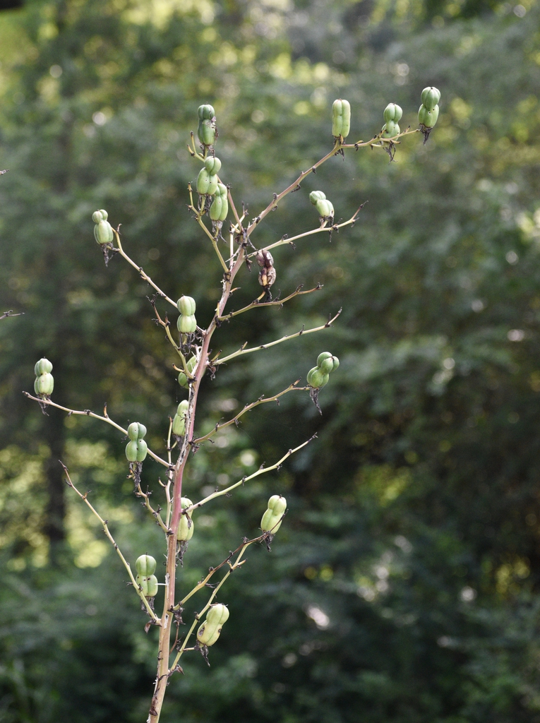 erect fruit stalk bearing dried pods.