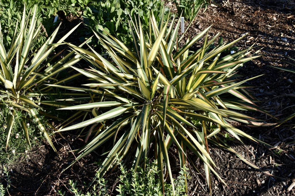 Rosette plants. Strappy leaves with central yellow stripe.