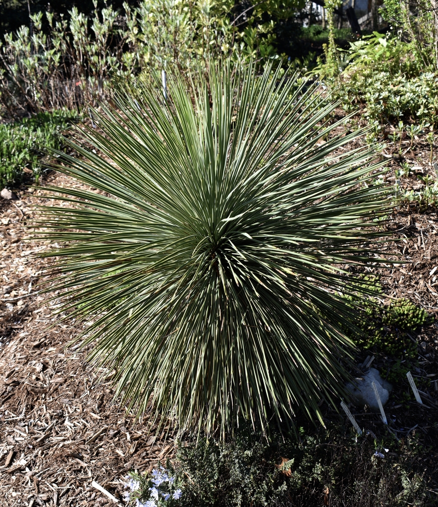 Rosette of narrow, slightly glaucous, pointed leaves.
