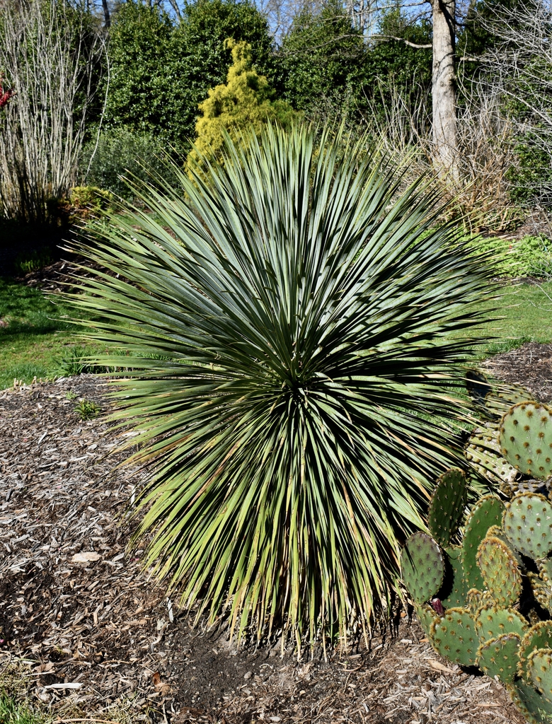 Spherical tuft of silvery blue, narrow leaves.