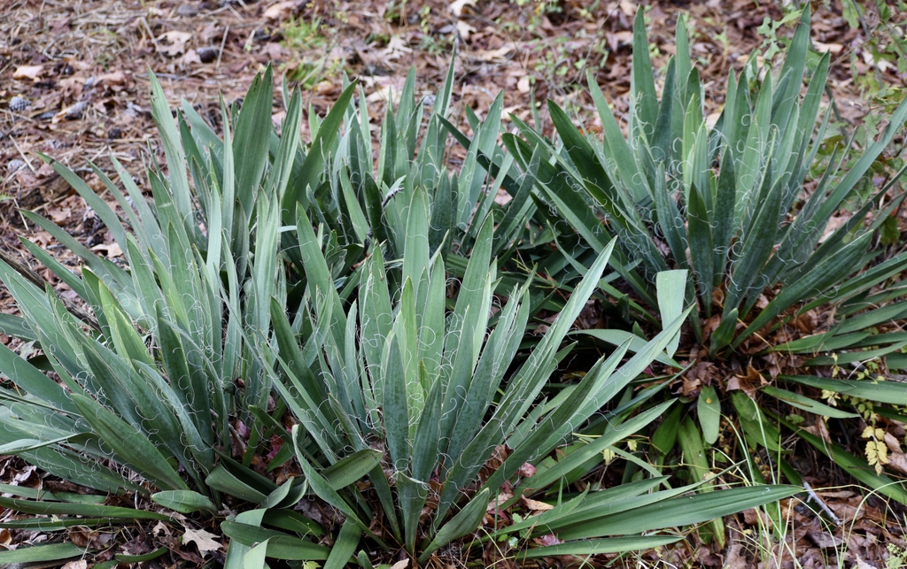 A group of rosette plants with filamentous margins.