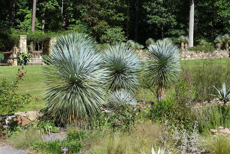 Group of arborescent tufts of silvery blue, narrow leaves.