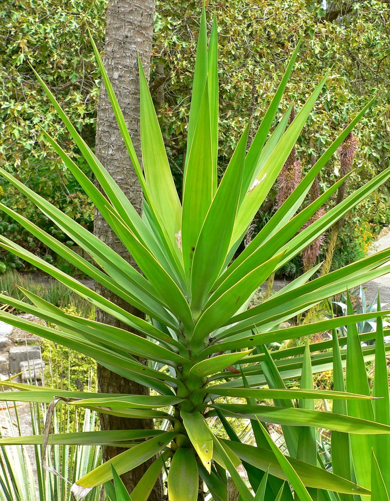 A rosette of stiff, pointed leaves.