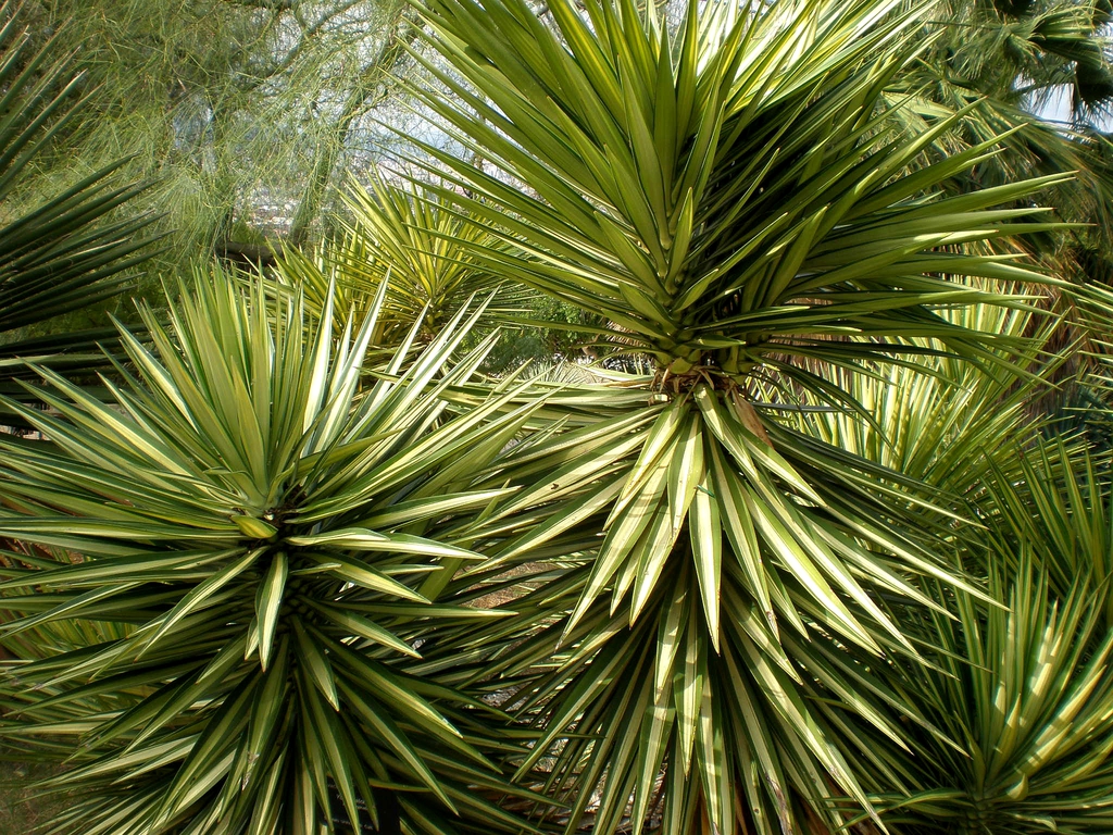 Rosettes of stiff, pointed leaves with white central stripes.