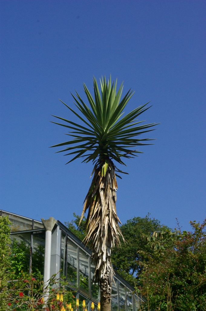 A single tall stem with terminal rosette of stiff, green leaves.
