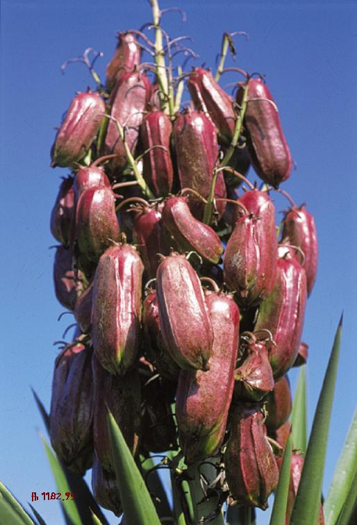 A cluster of ripening fruits on a terminal panicle.