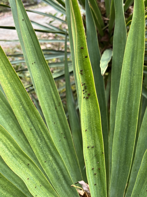 Leaves with stippling & dozens of black & red tiny bugs
