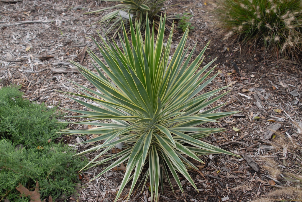 A rosette of stiff, pointed leaves with white margins