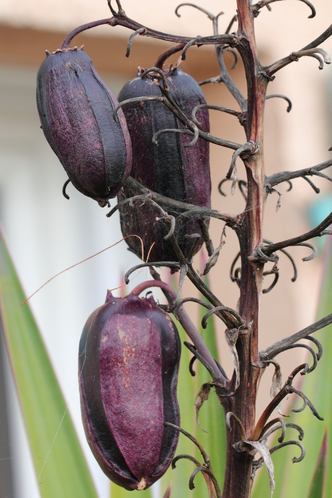 Purplish ellipsoid berries hanging from dried stalks.
