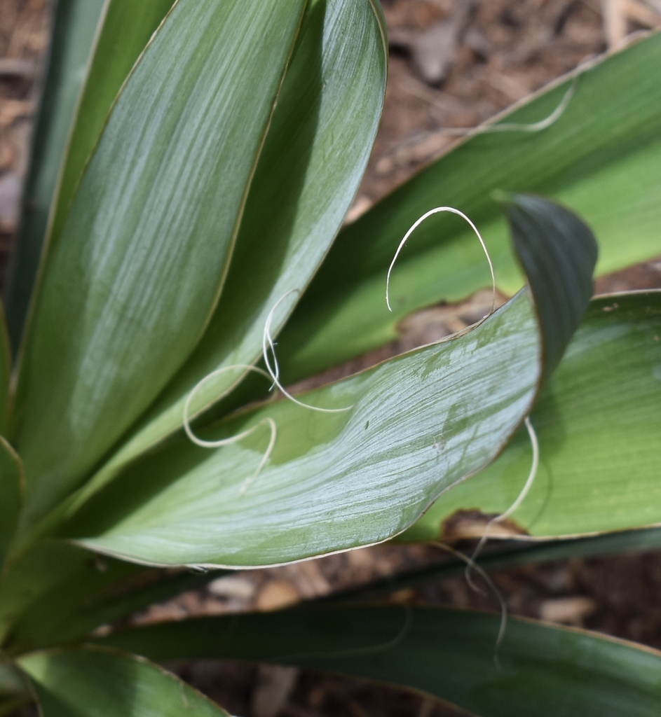 Close-up of glaucous leaves & filamentous margins.