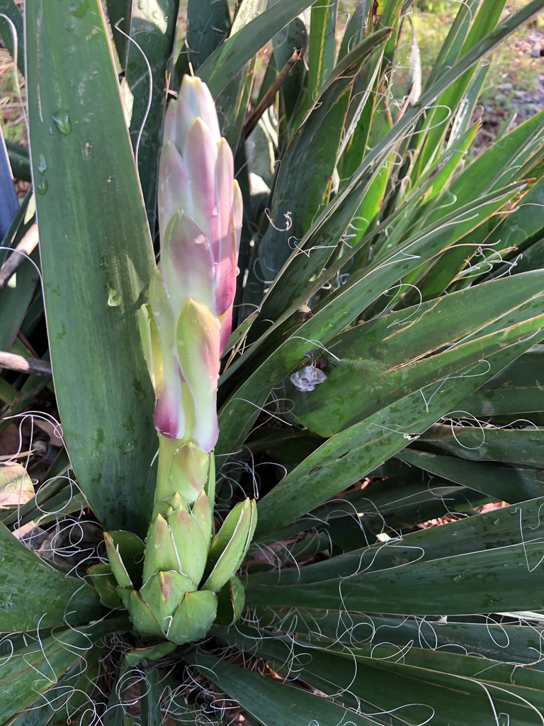 Emerging stalk looking like a giant asparagus spear.