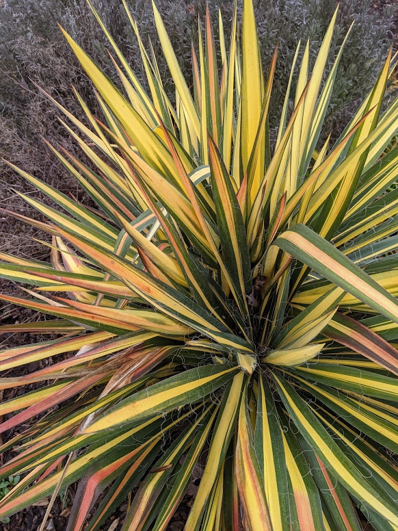 Rosette with yellow-striped leaves with pinkish tinge.