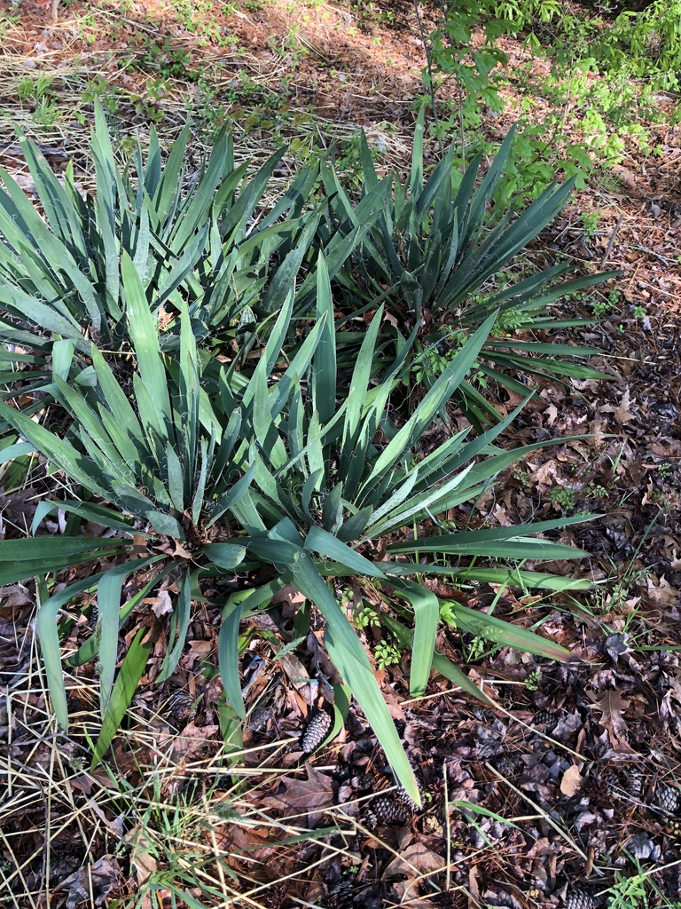 Rosettes with glaucous leaves & filamentous margins.