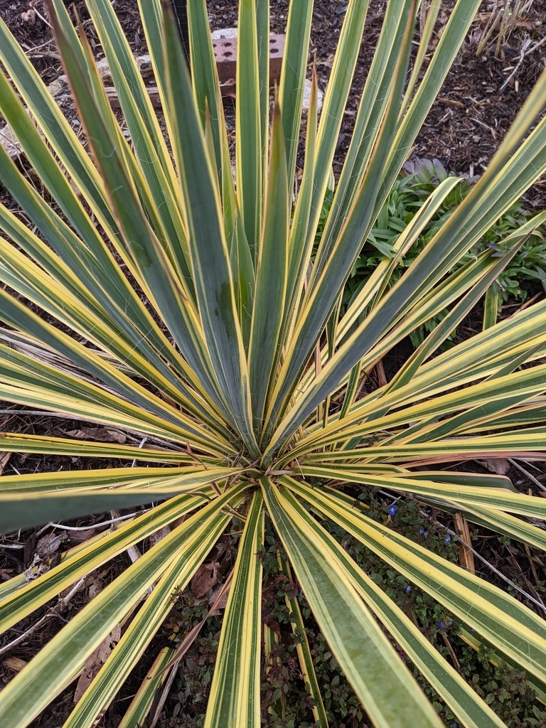 Rosette of leaves with yellow margins.