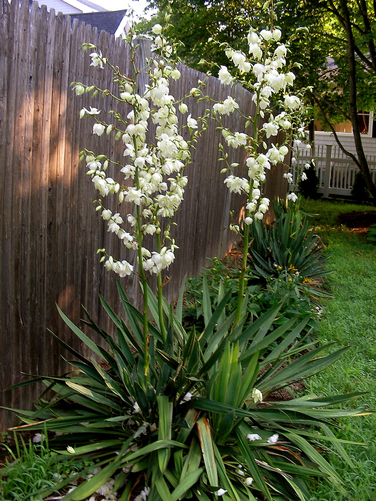 Two rosette plants producing erect panicles of white flowers.