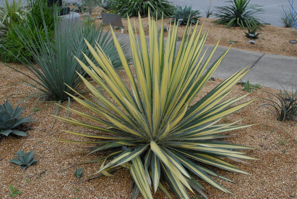 A rosette of stiff leaves, each with a central creamy stripe.