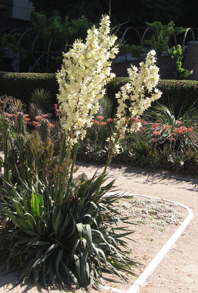 Rosette clump of soft leaves & towering panicle of white flowers
