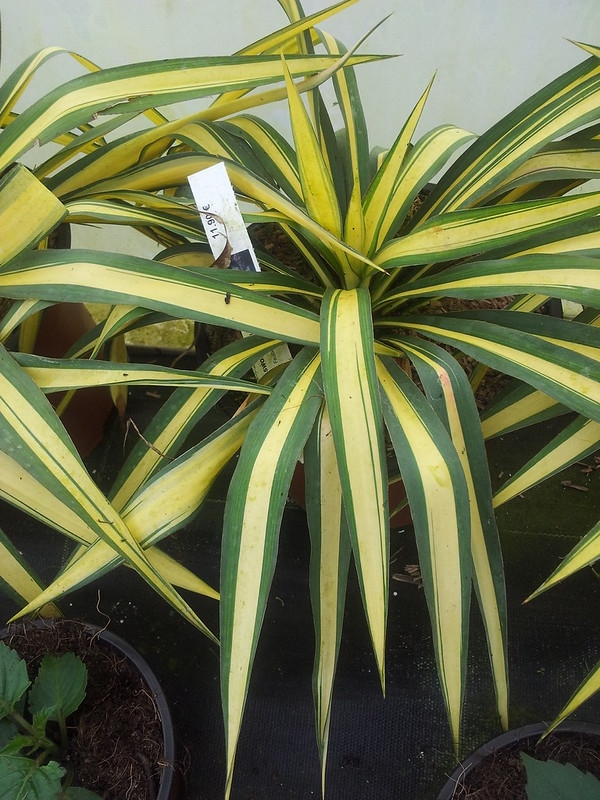 potted nursery stock. Leaves with golden central stripe.