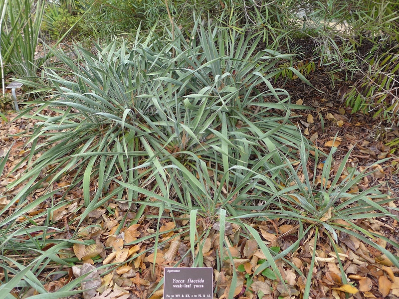 Clumps of rosette plants with flaccid leaves.
