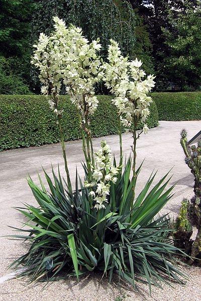 Rosette plant with large, erect inflorescence of white flowers.