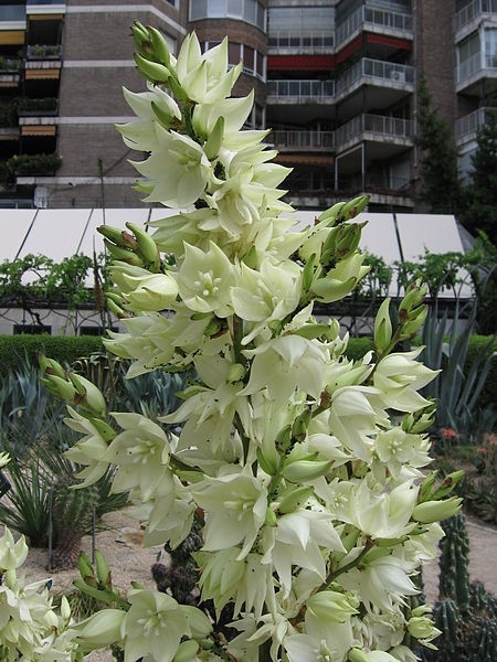 Cluster of white, pendulous flowers