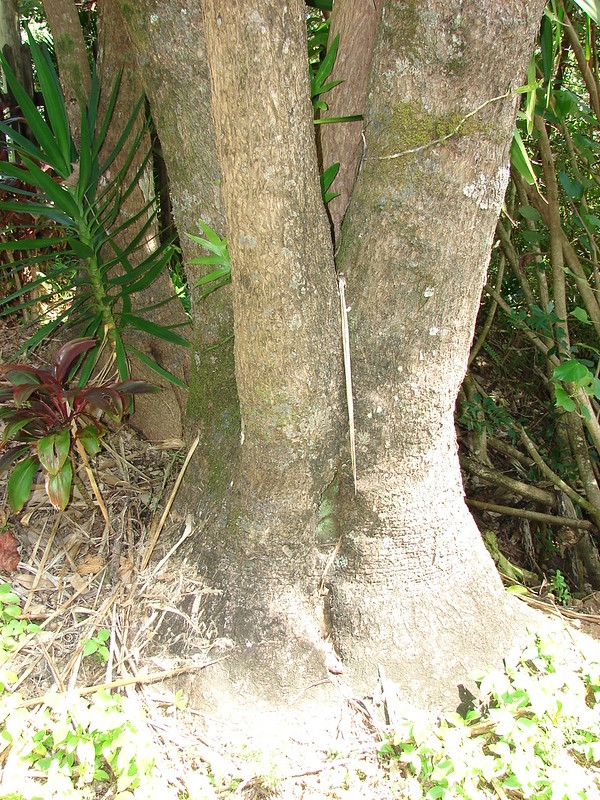 Enlarged, flared stem base.