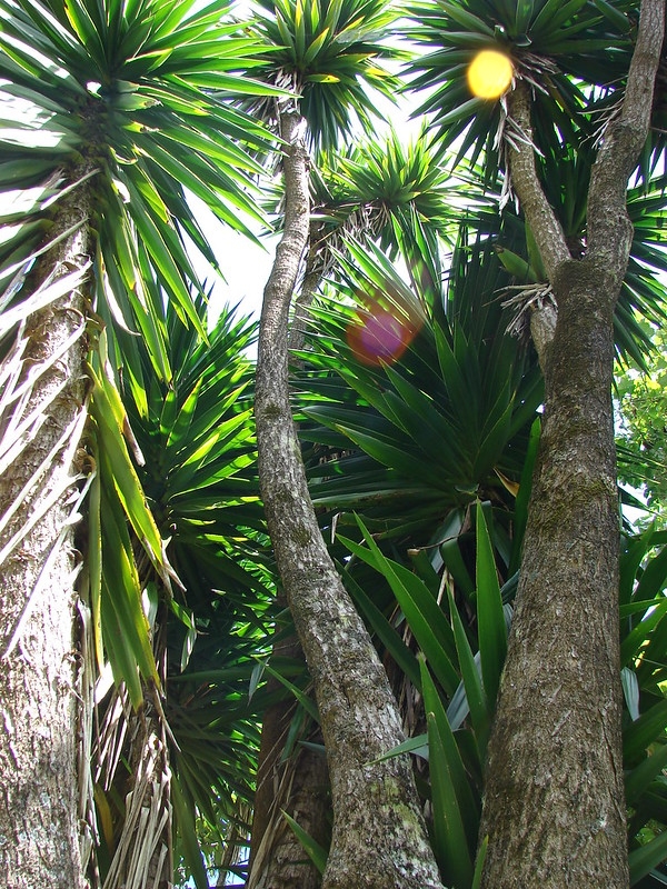 Woody-trunked yucca with tuft of lanceolate leaves