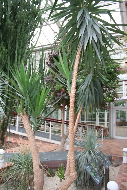 Woody-trunked yucca with tuft of lanceolate leaves