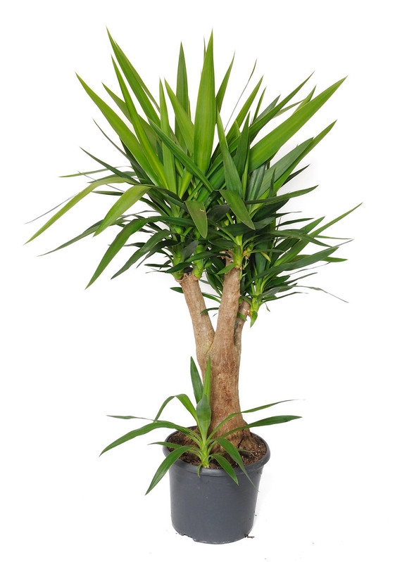 Potted plant, as sold in nurseries, with many head of leaves