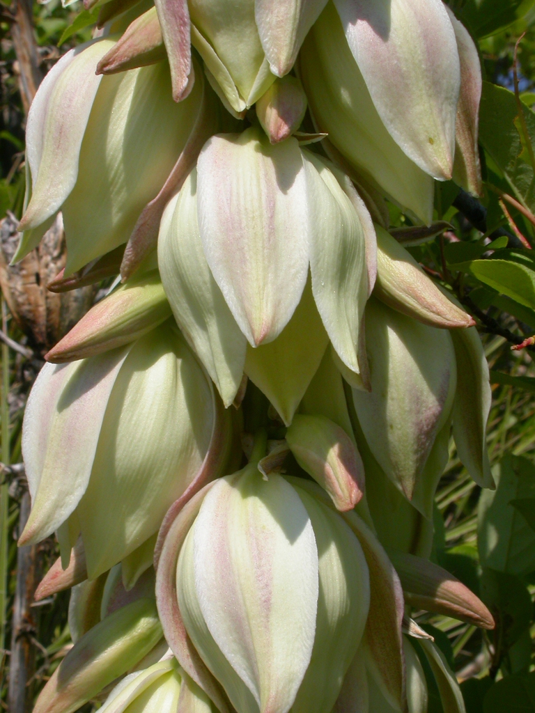Close-up of white, waxy flowers facing downward.