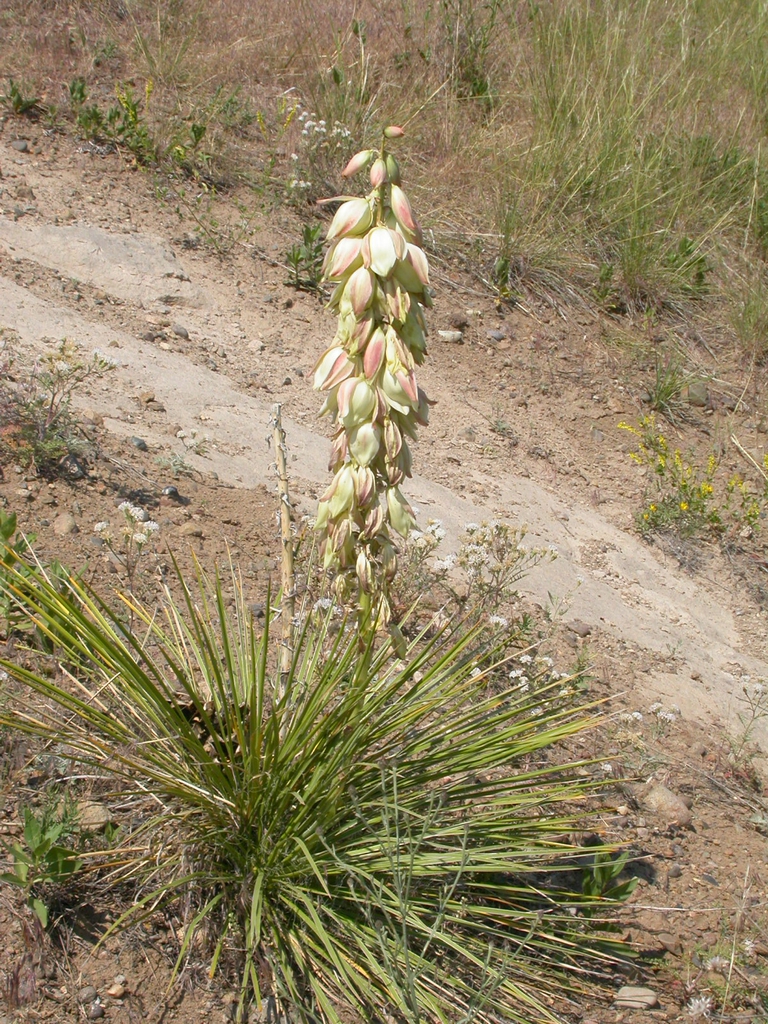 Rosette of spiky leaves with terminal raceme of white flowers.