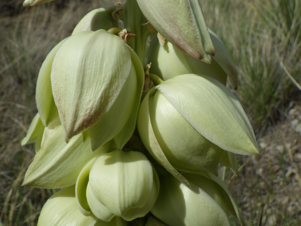 Close-up of the white, waxy flowers that face downward.