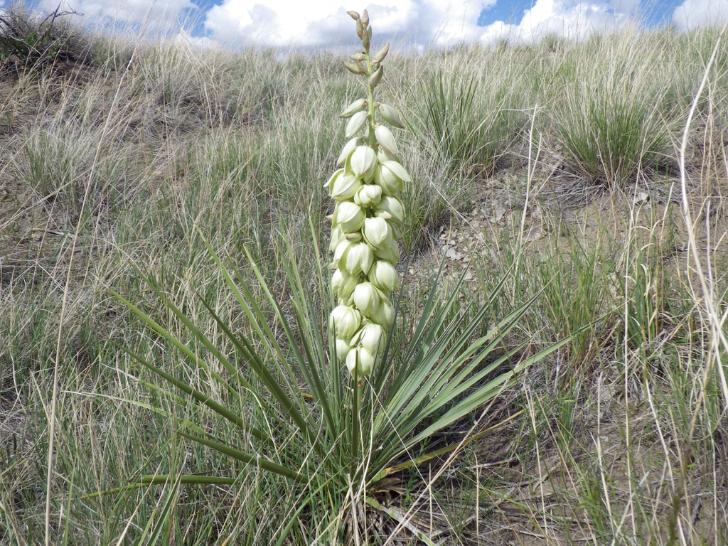 Rosette of spiky leaves with terminal raceme of white flowers.