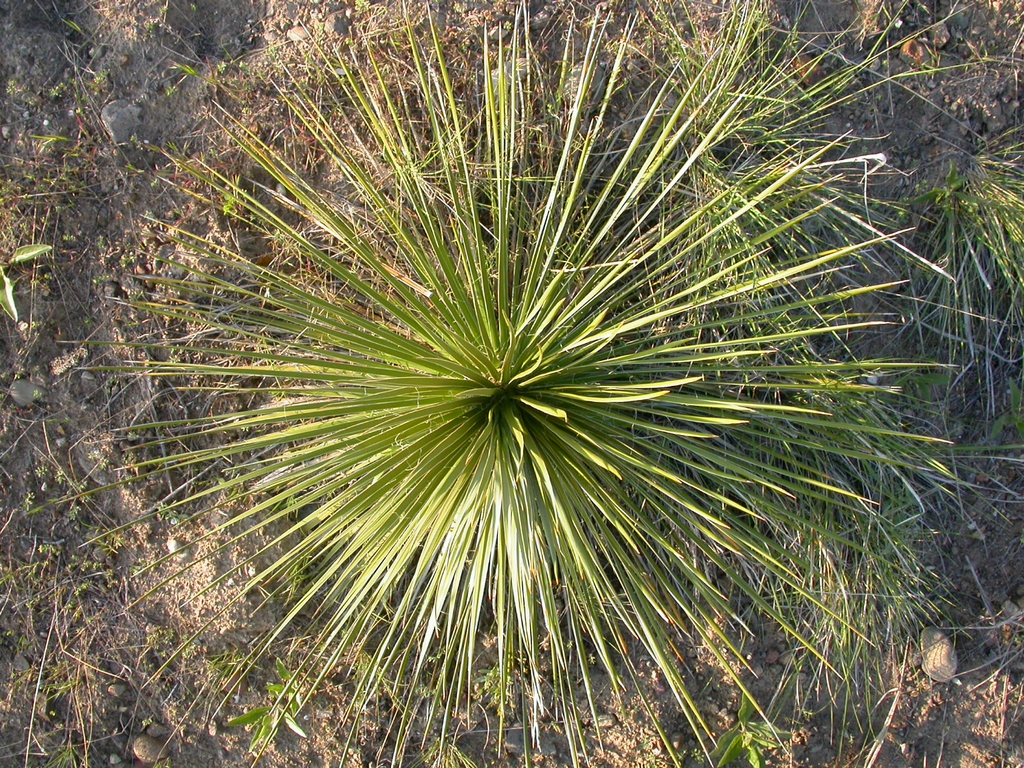 Rosette of narrow, slightly glaucous, pointed leaves.