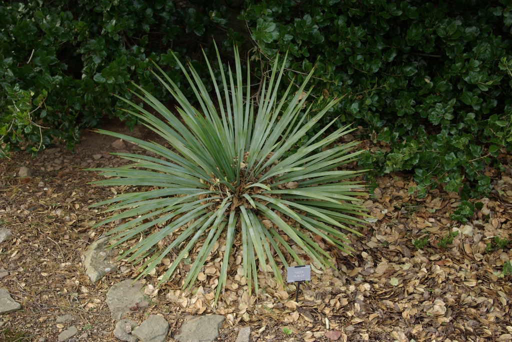 Rosette of narrow, slightly glaucous, pointed leaves.