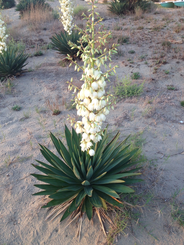 Rosette with stiff leaves & erect panicle of white waxy flowers