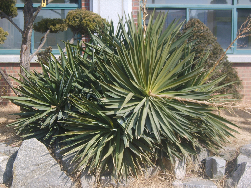 Group of rosettes of stiff leaves & old inflorescences.