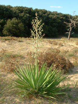 Rosette with stiff leaves & erect panicle of flower buds.