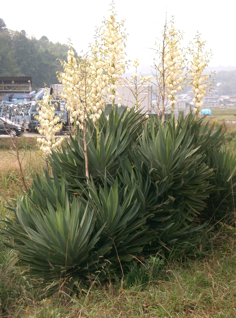 Rosette with stiff leaves & erect panicle of white waxy flowers