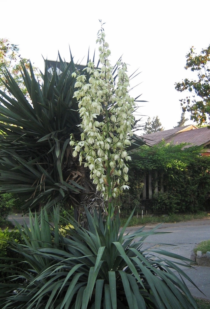 Rosette with lax leaves & erect panicle of white waxy flowers
