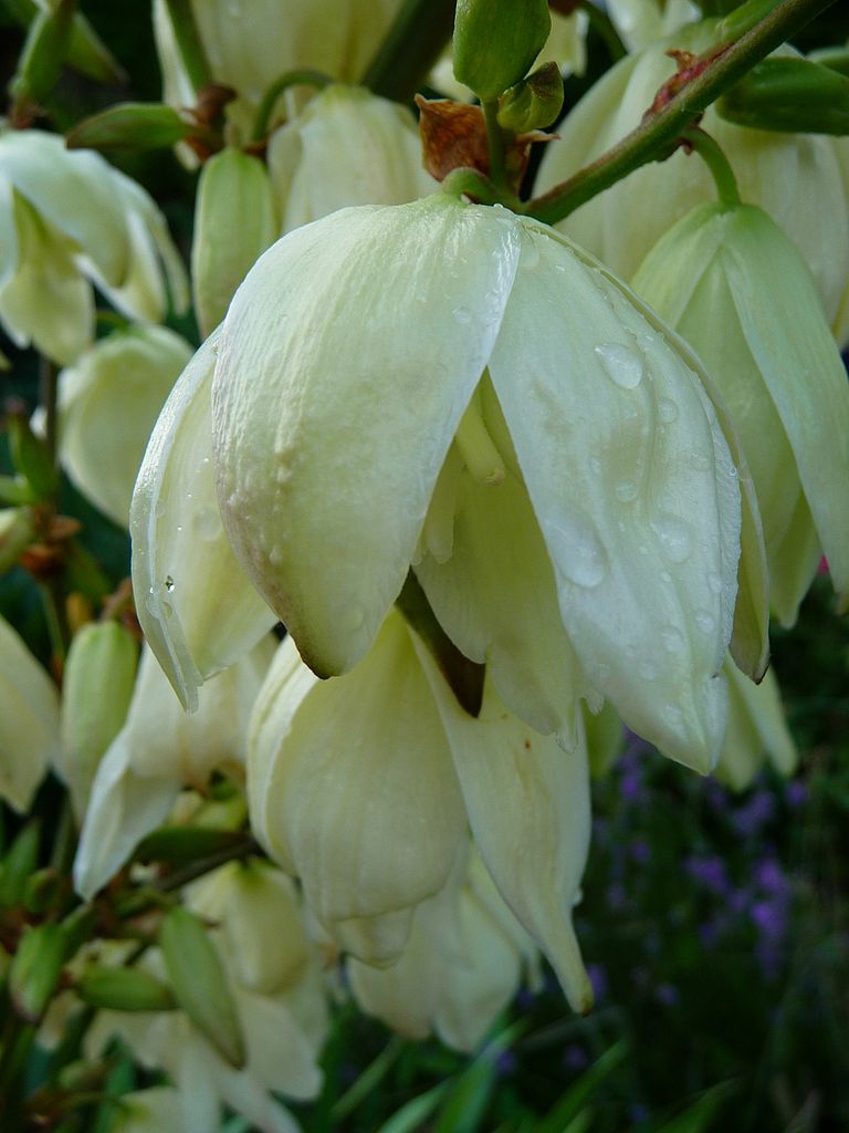 Close-up of white, waxy, pendulous flower.
