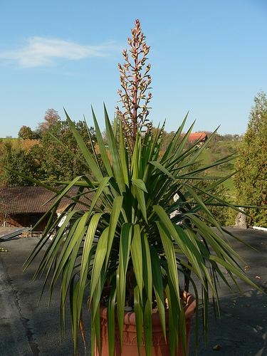 Potted rosette with lax leaves & erect panicle of flower buds.