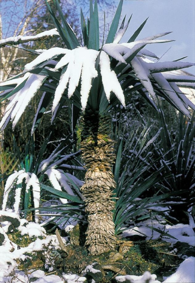 Caulescent rosette with snow-covered leaves.