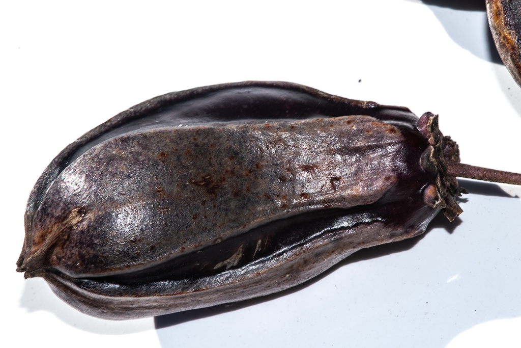 Close-up on a black leathery pod.