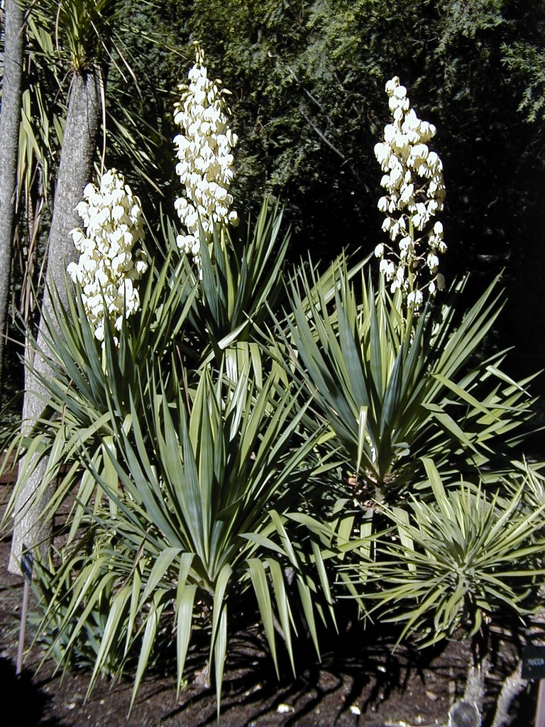 Rosettes with lax leaves & erect panicles of white waxy flowers