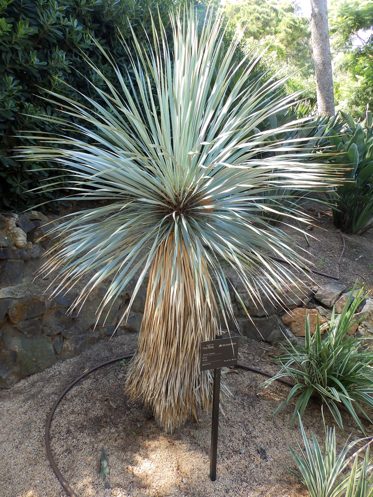 Single trunk covered by dead leaves; rosette of bluegreen leaves