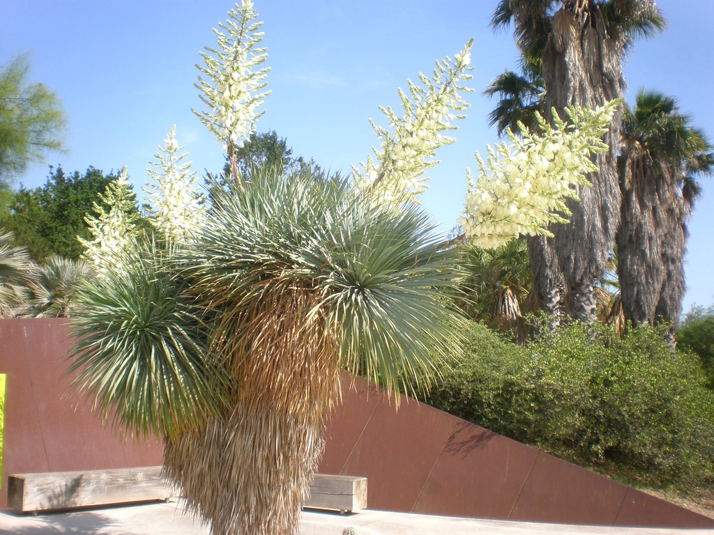 Terminal, dense panicles of waxy, white flowers.