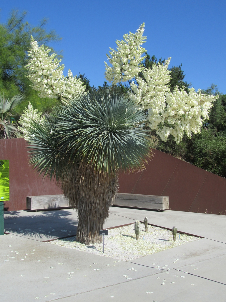 Terminal, dense panicles of waxy, white flowers.